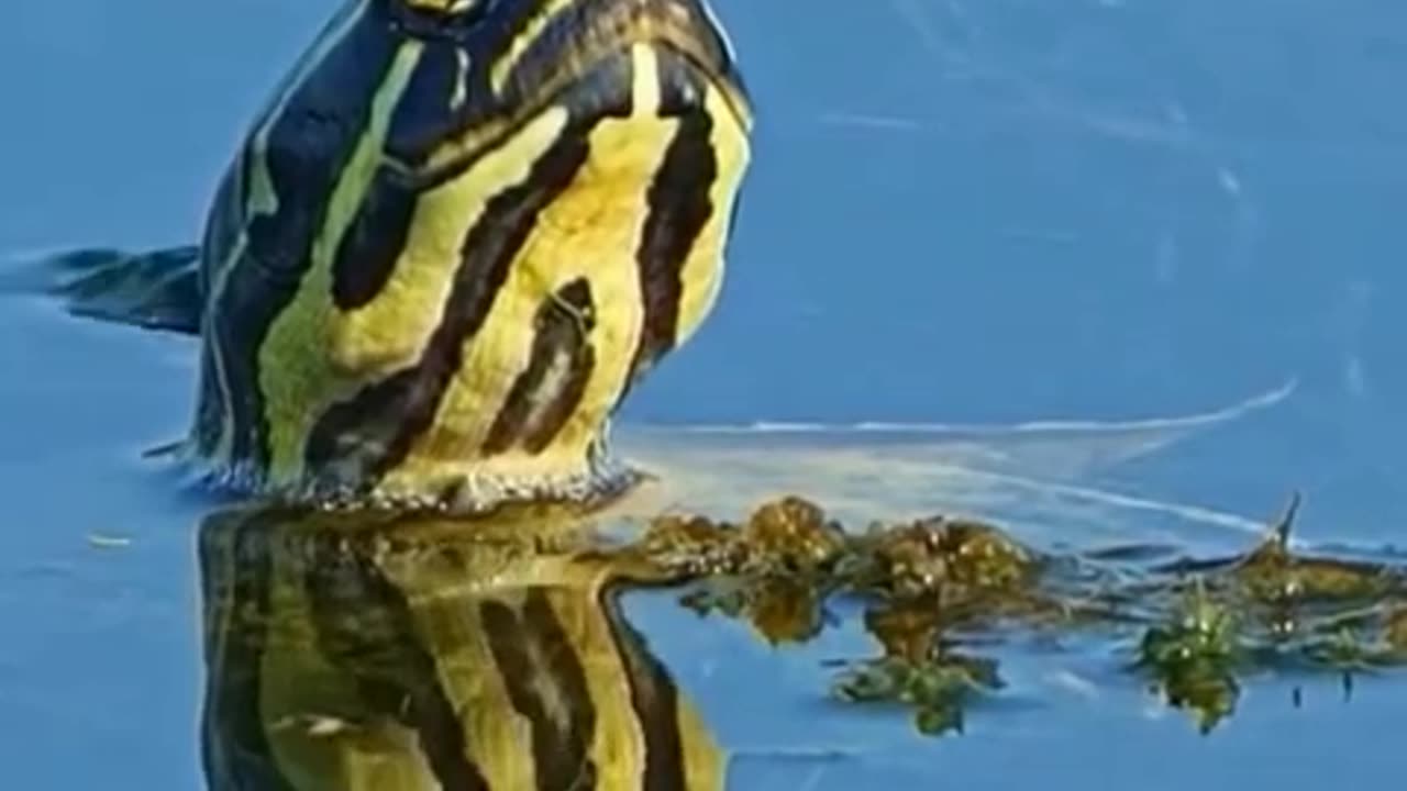 turtle