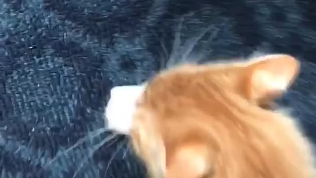 Cat trying to get ham