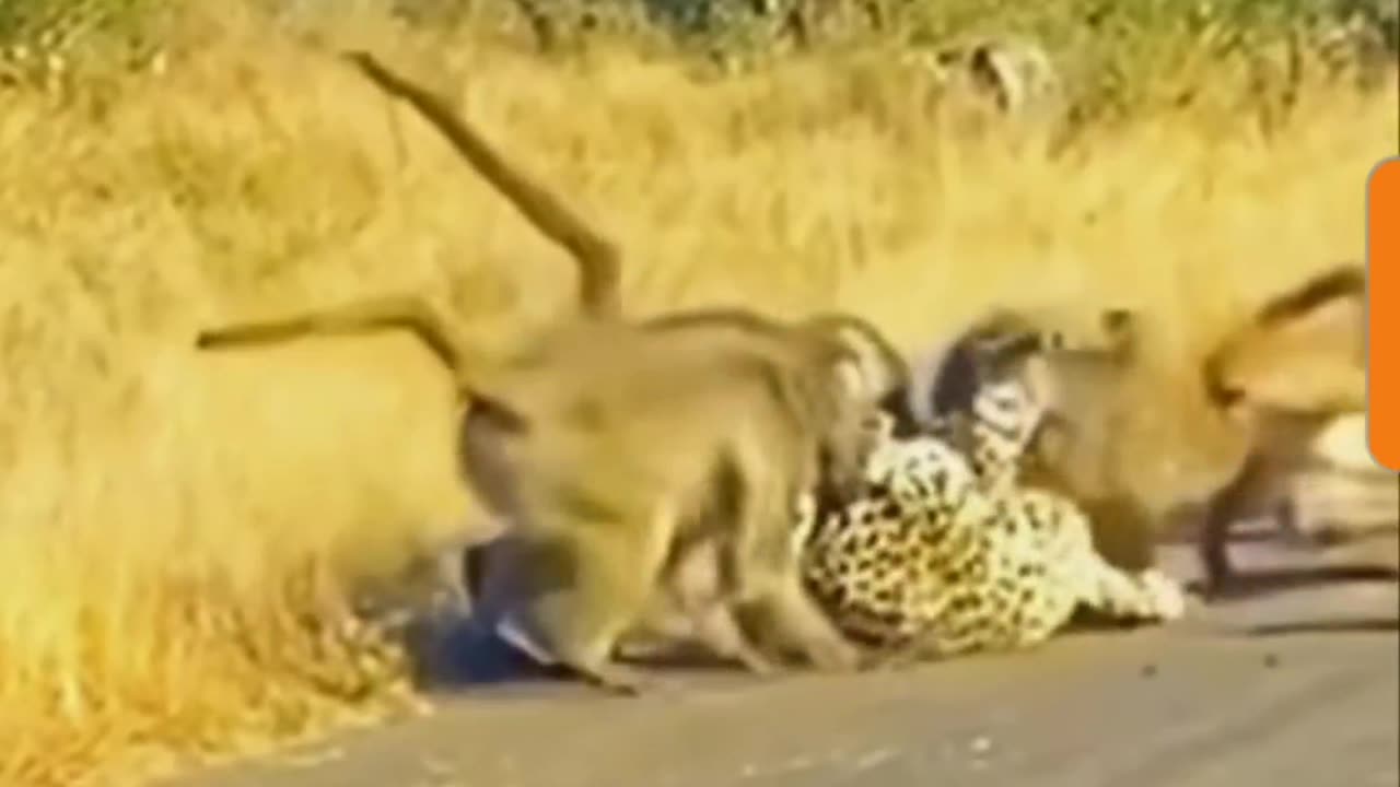 Monkey King Save his Herd from Tiger