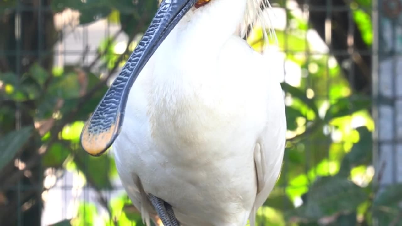 Proud Spoonbill