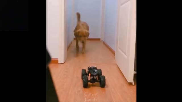 The Dog Was Scared By The Remote Control Car (Laugh Together)