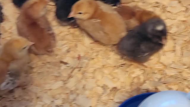 Little Chicks