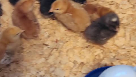 Little Chicks