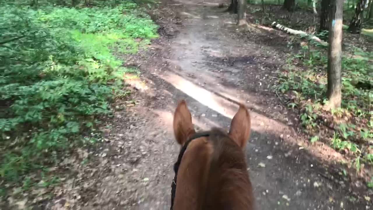 Horse in the forest