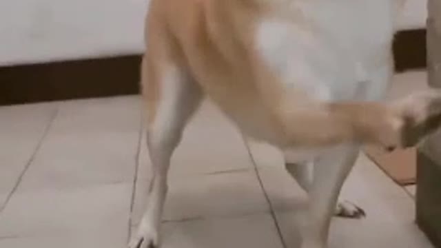 dog interacting with man