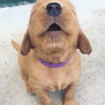 Cute baby animals Videos Compilation cutest moment of the animals - 🐶 Cutest Puppies #7