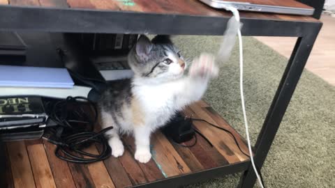 Adorable cat playing with himself so cute