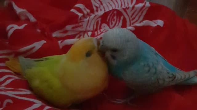 Blue Parakeet and Yellow African Love Bird Kissing Affectionately