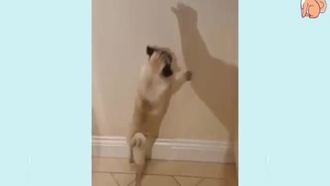 🤣Funny Dog Videos 🐶 It's time to LAUGH with Dog's life # | Cute Buddy