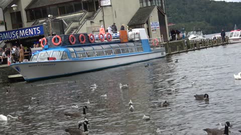 Duck in Lake district