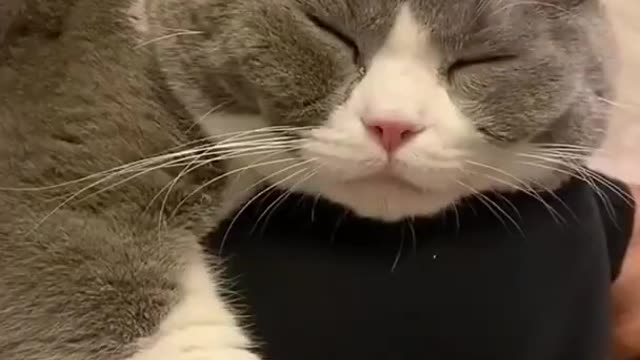 Aww Cute Cats Videos #catmeow Funny Animals Compilationš¹ Try Not To Laugh Challenge MV99 #shorts