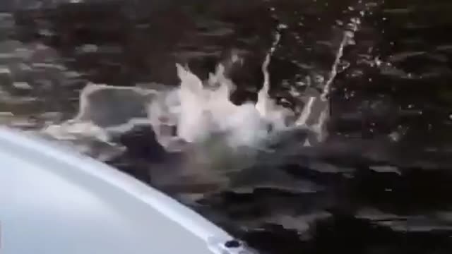 Cat dives in and swims to shore
