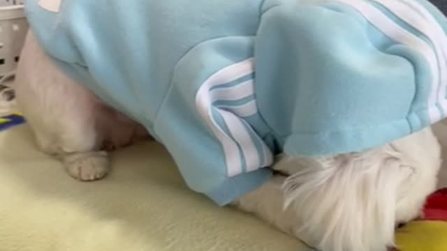 Cute puppy eating snacks with concentration