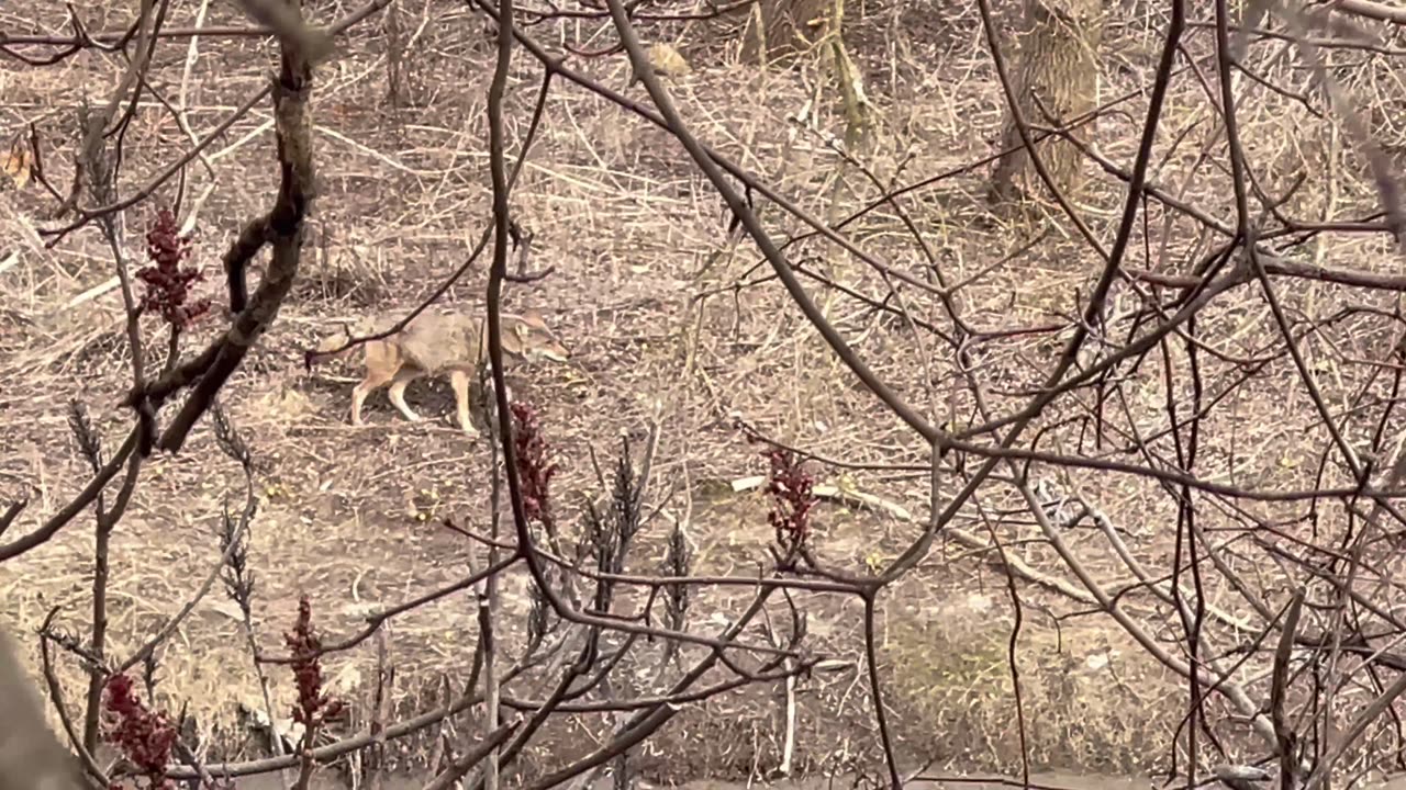 Coyote snuck up on us on the other side of Humber River