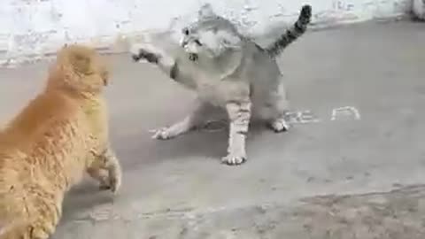 😹Crazy_&_Funny_Pet_Cts(360p)