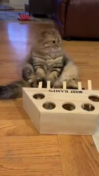 Bored cat playing