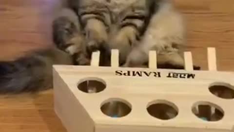 Bored cat playing