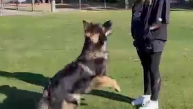 training time German Shepherd hot video dog Lifestyle