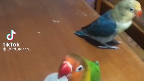 Funny Birds for fun Video #3