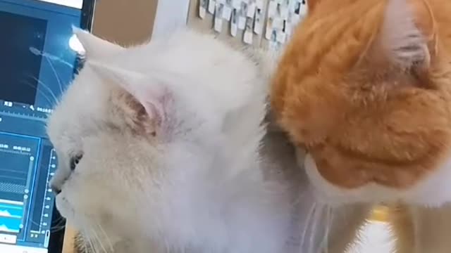 Conditionally own a cat