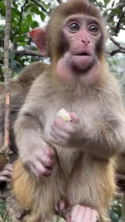 Monkey 🐵 eating the an???