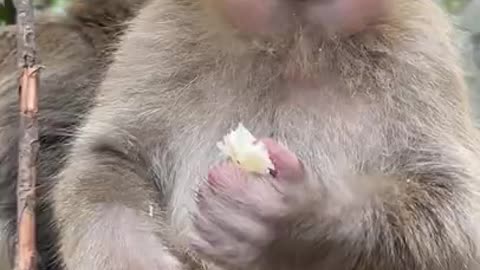 Monkey 🐵 eating the an???
