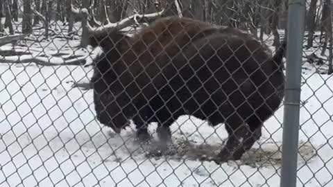 Jumping bison herd really funny