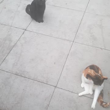 Me talking to my Beautiful Cats and they reply!