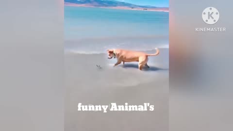 Cat dog 🐕 measurements