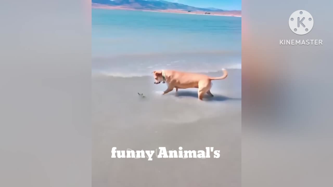 Cat dog 🐕 measurements