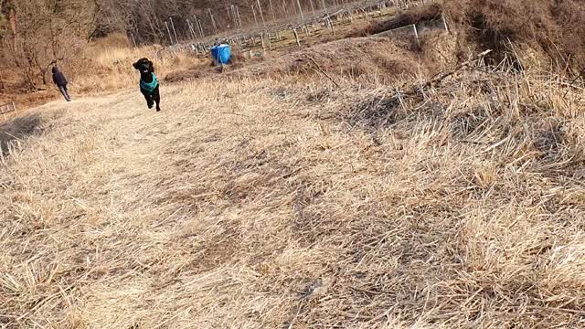 a dog running on a rice paddy field