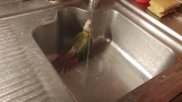 bird bathes