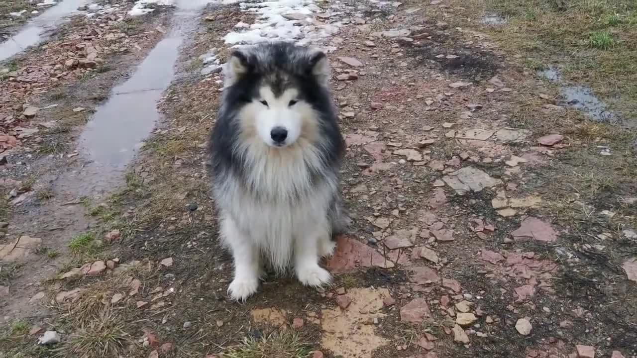 Cute Husky dog play with ball