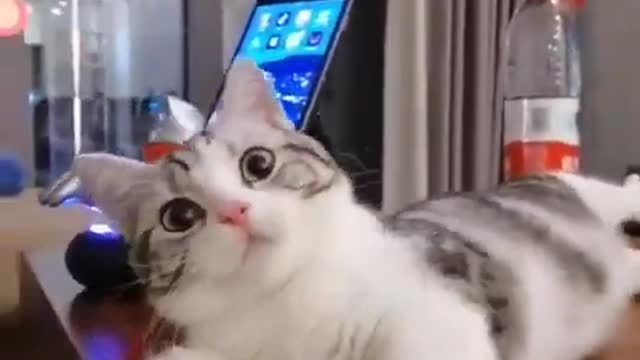 Try not to Laugh | Funny cats shorts