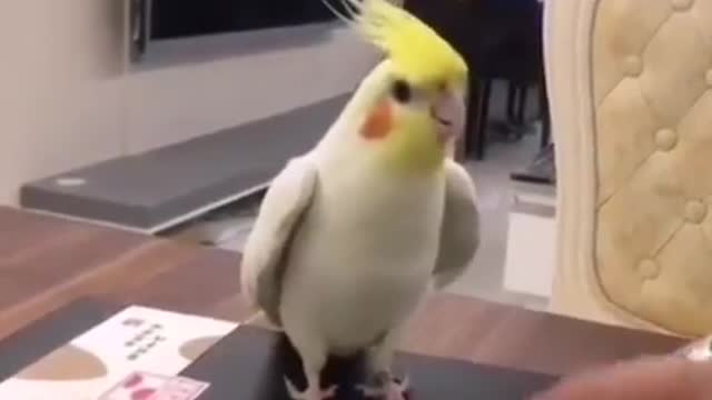 Tap dancing in the parrot style.