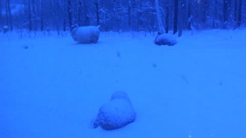 Snow Covered Sheep.