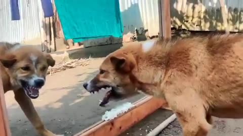 Must watch new funny dog