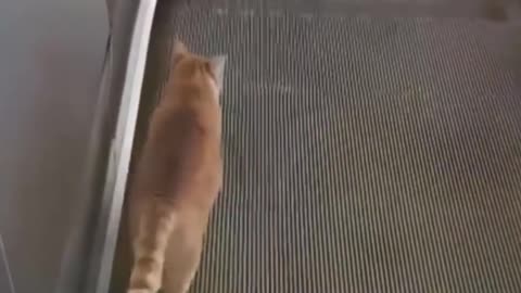Daily Funny Videos