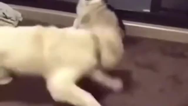 Cute puppies funny moments