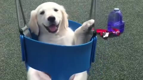 Funny & Cute Labrador Puppies