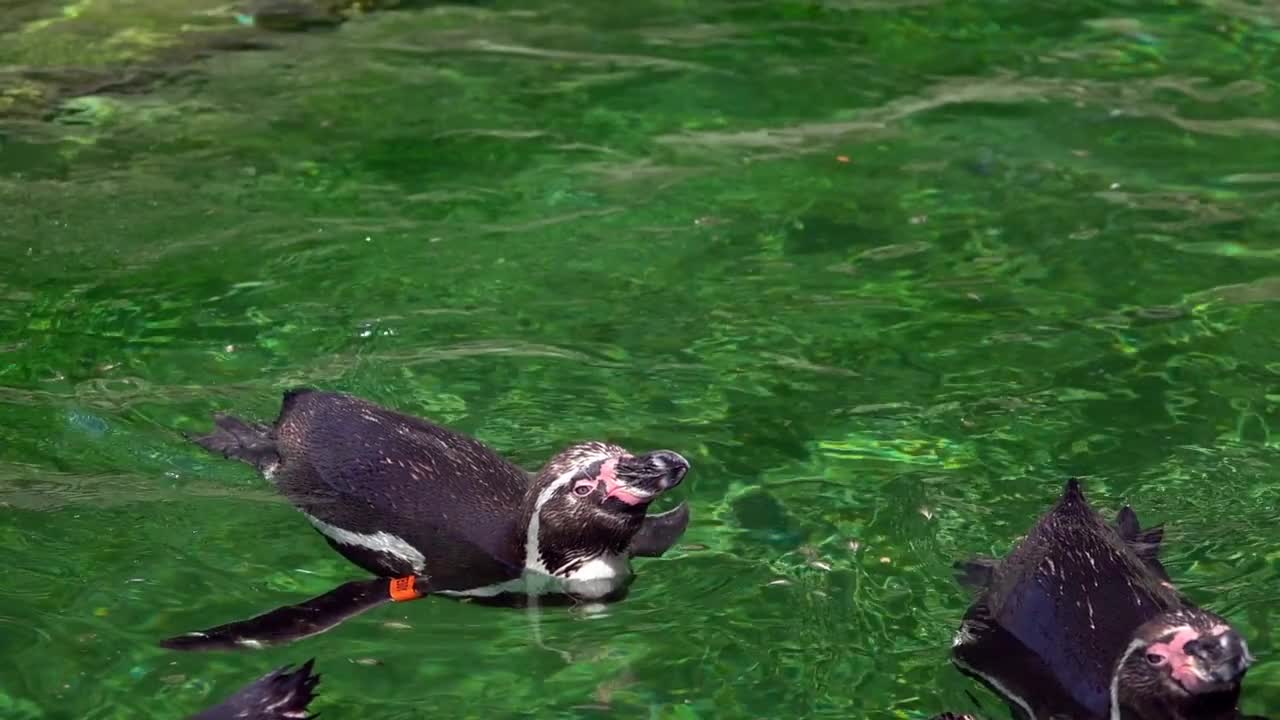 Animal Penguin In Green Pure Water