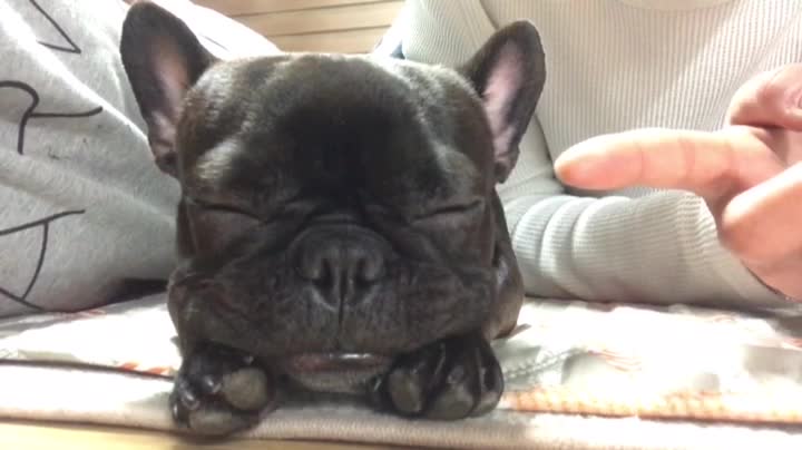 cute sleeping dog (French bulldog)