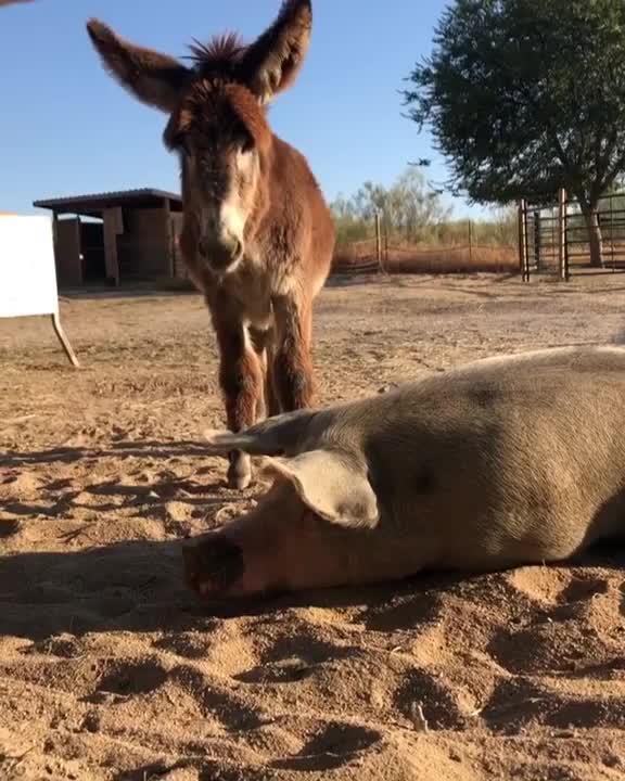 Cerdo y Burro rescatados en Santuario Vegan