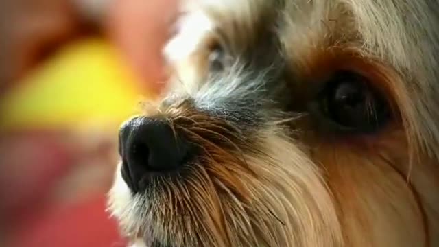 Best funny animals cute animals funny moments dogs funny moments 99