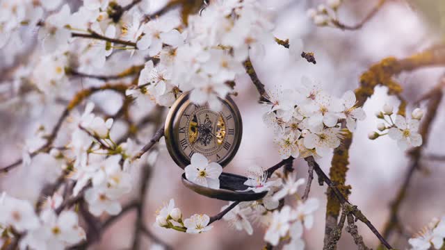 Spring Sakura blossoms