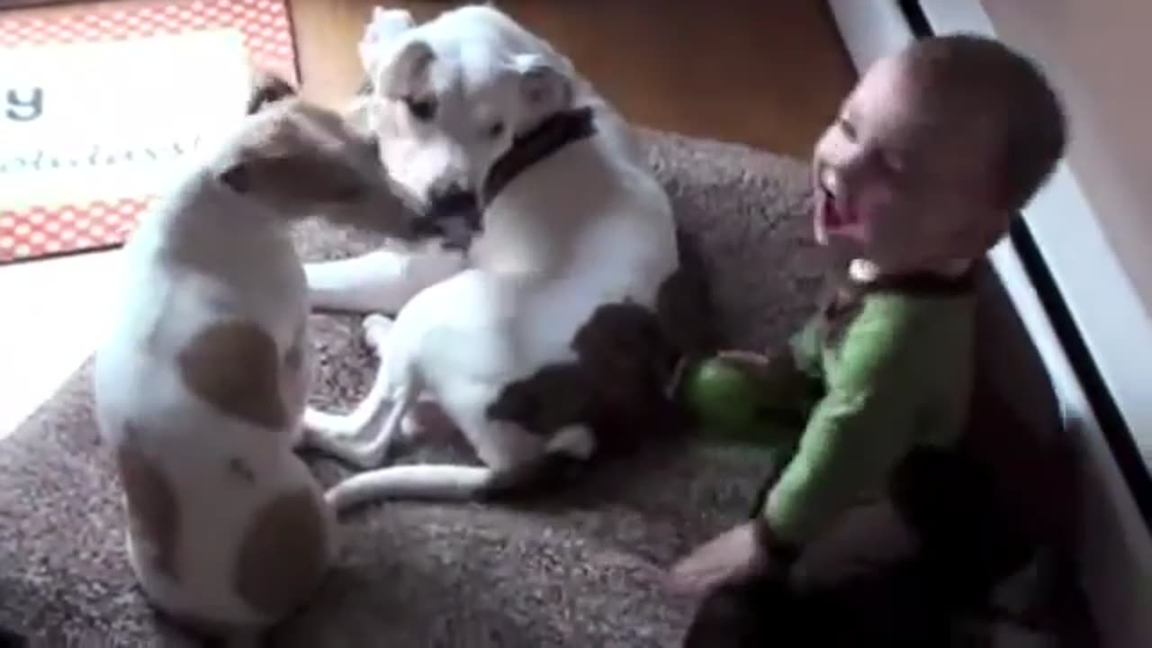 Dogs and Kids Funniest Moments