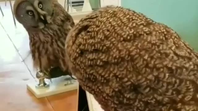 Cute Owl looking into the mirror for the first time