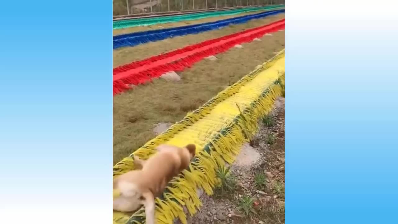 Top Funny Cat Videos of The Weekly