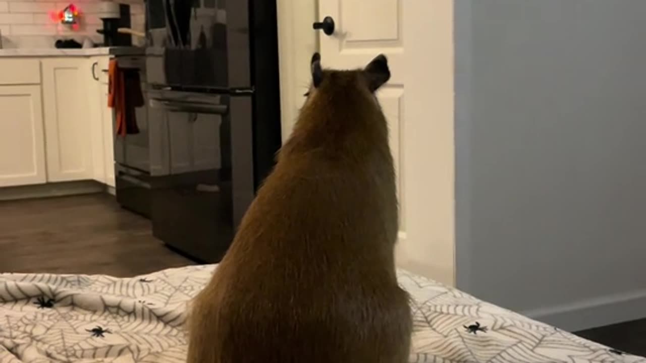 Have you ever heard a capybara bark?