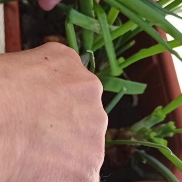 Harvesting green onion